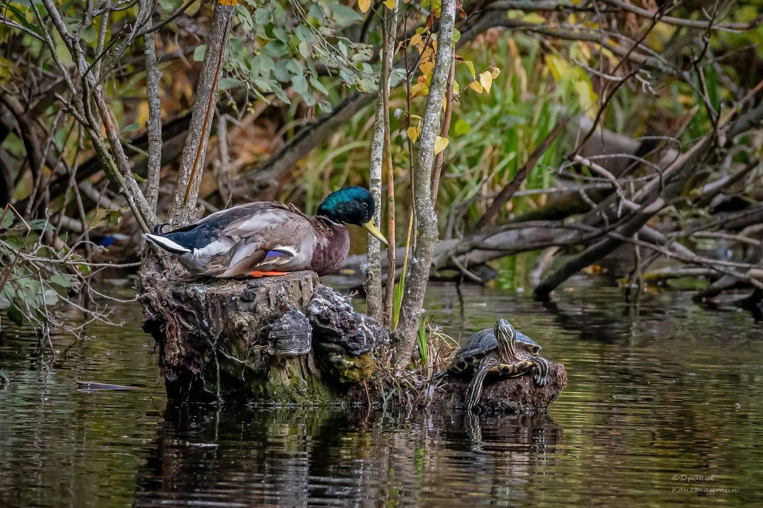 , Дронов Константин