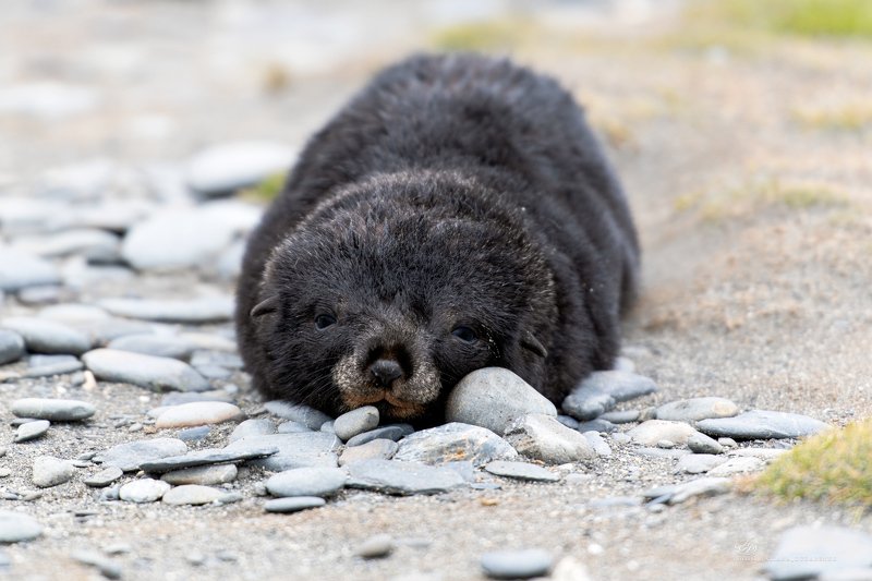 Антарктида, морские животные Я же, лучше собаки!?photo preview