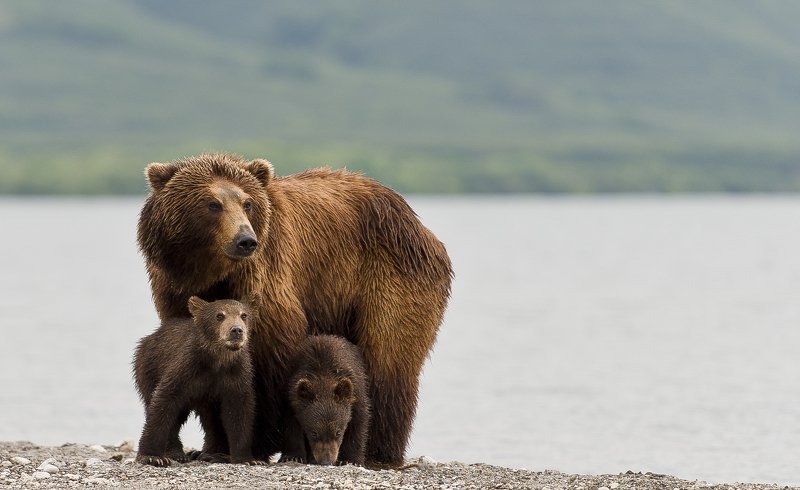 Bear Animal Mammal Salmon Kuril Lake Russia Kamchatka cubs mom Mother-bear protecting cubsphoto preview