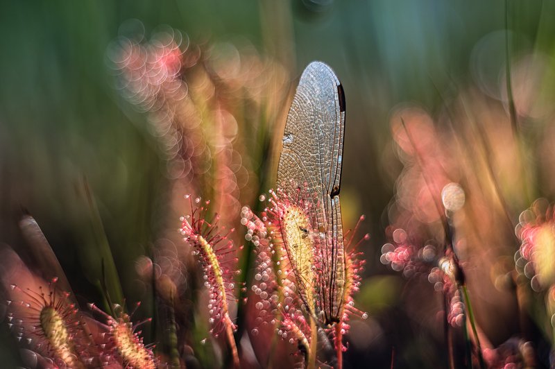 macro, sundew, plants, bokeh, colors Deathphoto preview