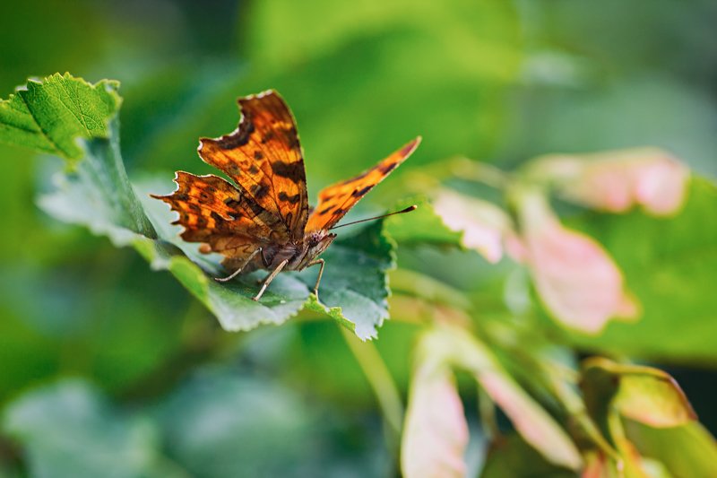 бабочка,лист,трава,солнце,крылья,свет,блик,цветок ***photo preview