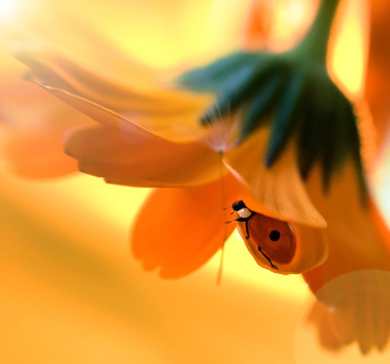 Укрытиеphoto preview