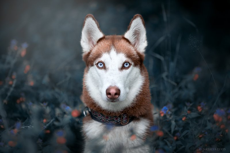 собака,животные,на природе, без людей, портрет, хаски, canon, dog, animal, no people Хасочкаphoto preview