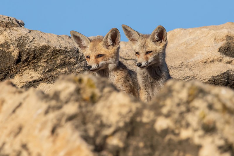canon1dхmark2, canon600mmf4,israel, jerusalem, nature , wildnature, wildnaturephotography, дикаяприрода, иерусалим ,израиль, пётр рогов,фотограф,фотоохота,лисята,nature,иерусалим,jersalem,wildnaturephotography,nakedplanet,natgeoyourshot,natgeo, bbcearth, Лисятаphoto preview