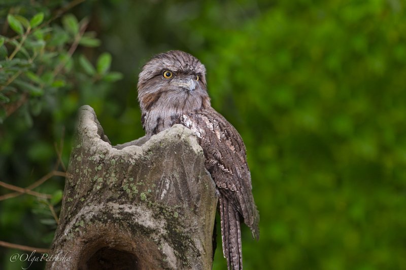 сова, пенек, зеленый, птица Совушка.photo preview