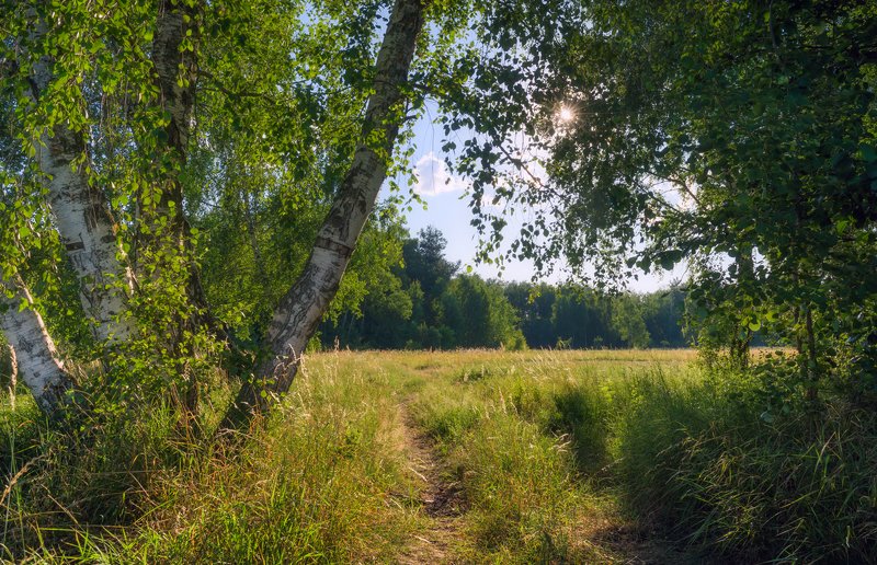 луг, лето, июль, вечер, берёзы Ни ветерка, ни крика птицы среди вечерней тишиныphoto preview