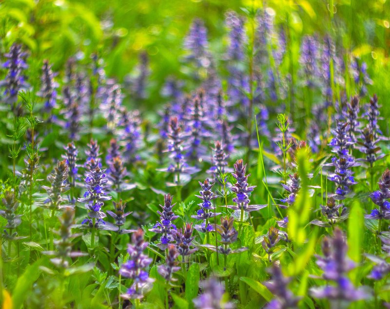 цветы, весна photo preview