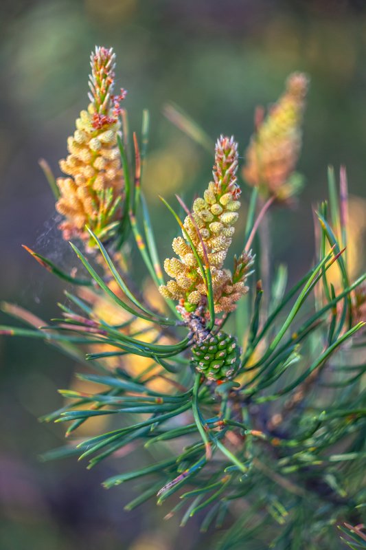 шишки, сосна, цветение, лес photo preview