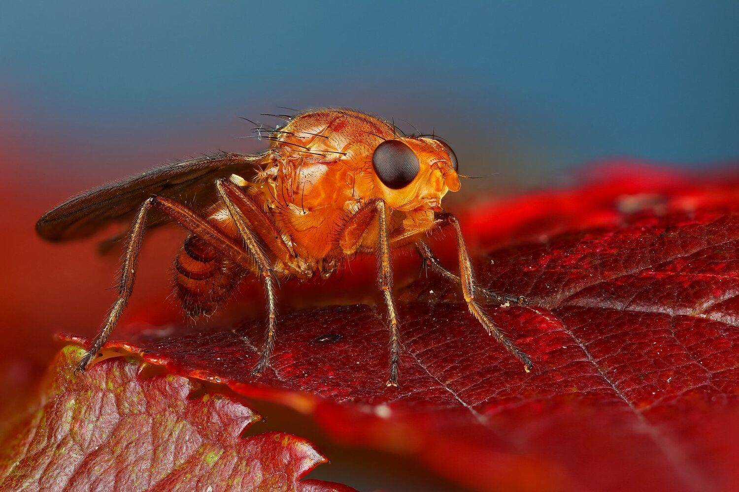 муха,макро,природа,оранжевый,цвет,глаза,насекомое,животное, Андрей Шаповалов
