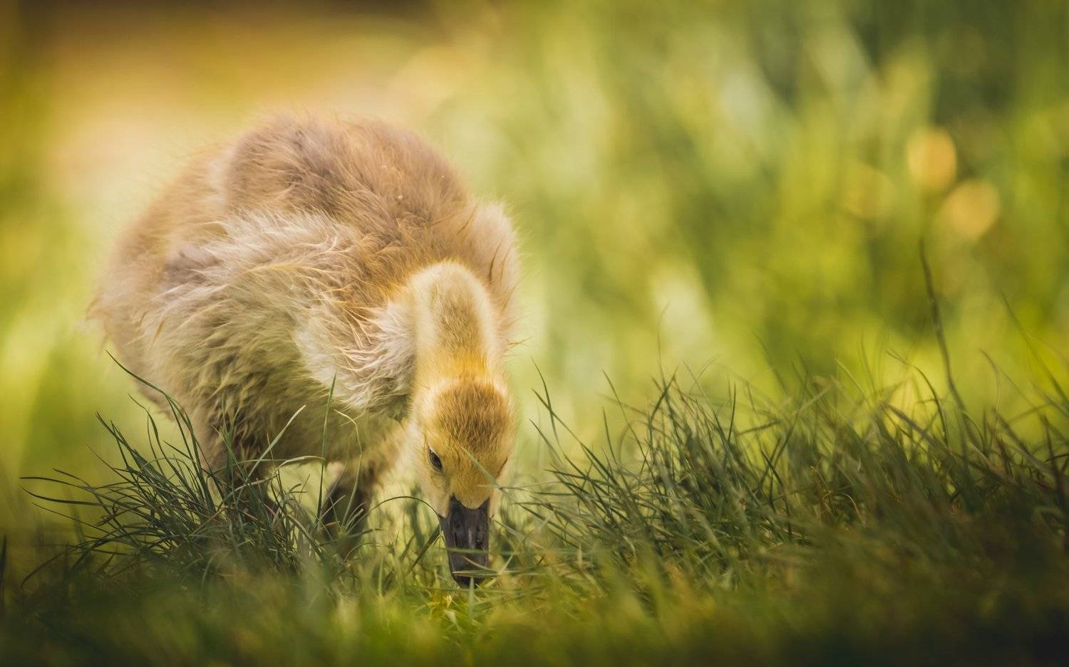 Canada Goose in its cute phase. Автор: Илья Данилов , Илья Данилов