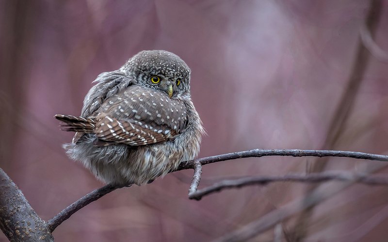 птица, дикая птица, хищная птица, орнитология, дикая природа, фотоохота, , сыч, сыч воробьиный, зима. охота, фотоохота, мышь Воробьиный сычик.photo preview