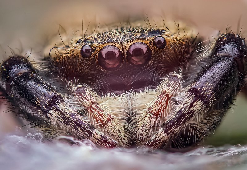 macro wildlife closeup insects Portrait of Rhene Sp.photo preview