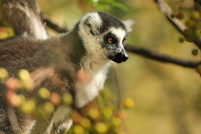 лемур, мадагаскар, дикие_животные Всегда готов бежать, лететь и прыгать)photo preview