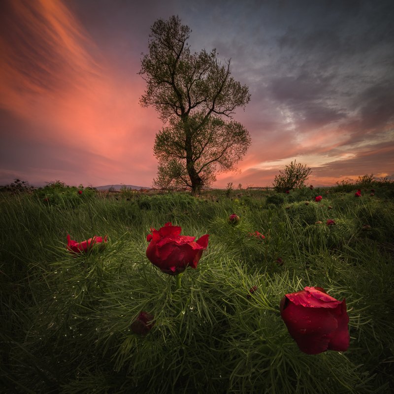 peonies, bulgaria, sunset, flowers After the rainphoto preview