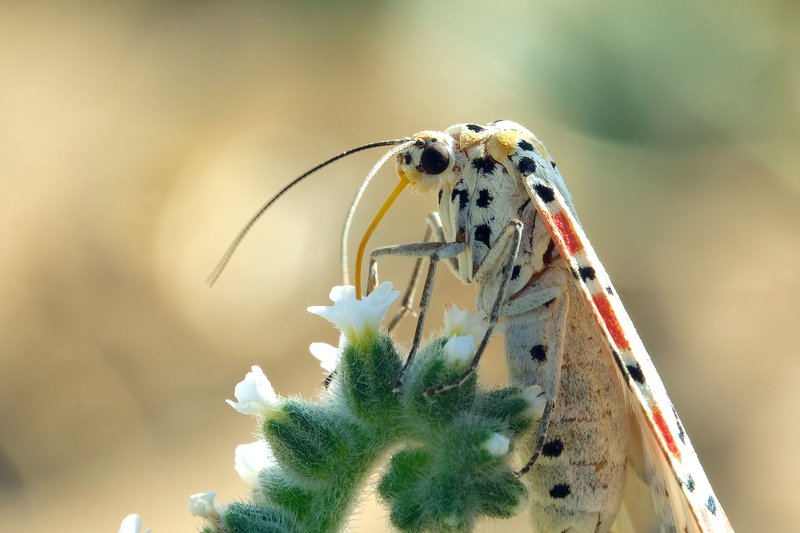 macro ***photo preview