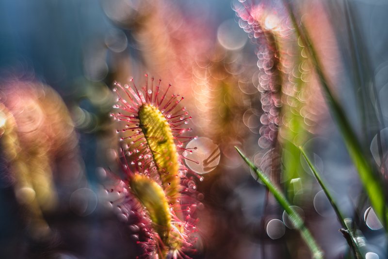macro, sundew, plants, bokeh, colors Nature of Artphoto preview