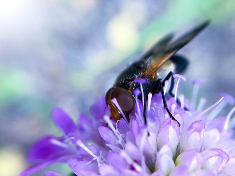 Обедphoto preview