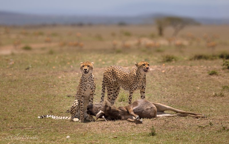 гепарды, охота, антилопа_гну, дикие_животные, африка, фотоохота Чья-то смерть всегда чья-то жизнь...photo preview