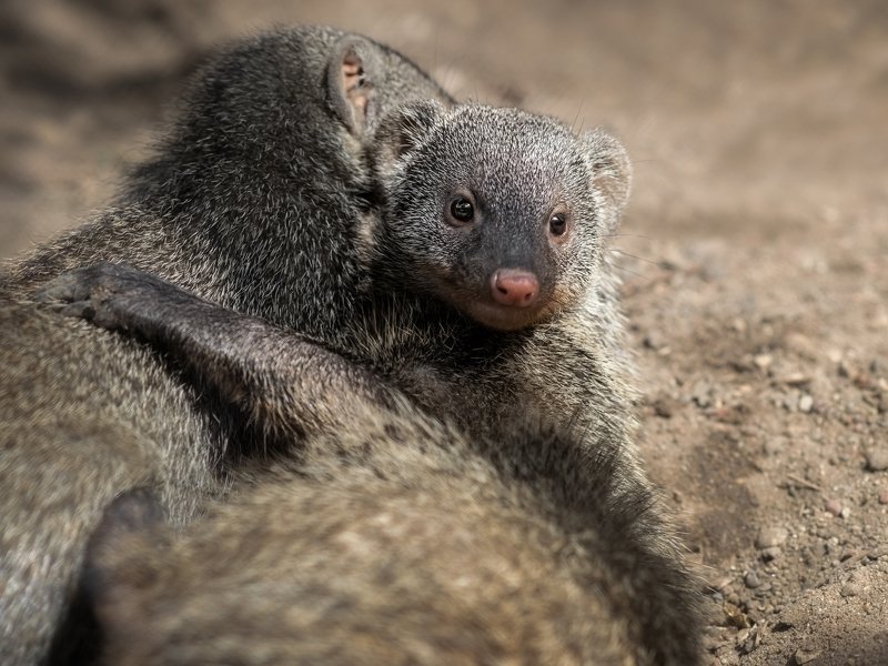 wild, wildanimal, wildanimals, wildlife, wildlifephotography, wild_animal, wildanimalphotography,беларусь,минский зоопарк,minsk zoo, belarus,мангуст,mongoose Hugs of mongoose фото превью