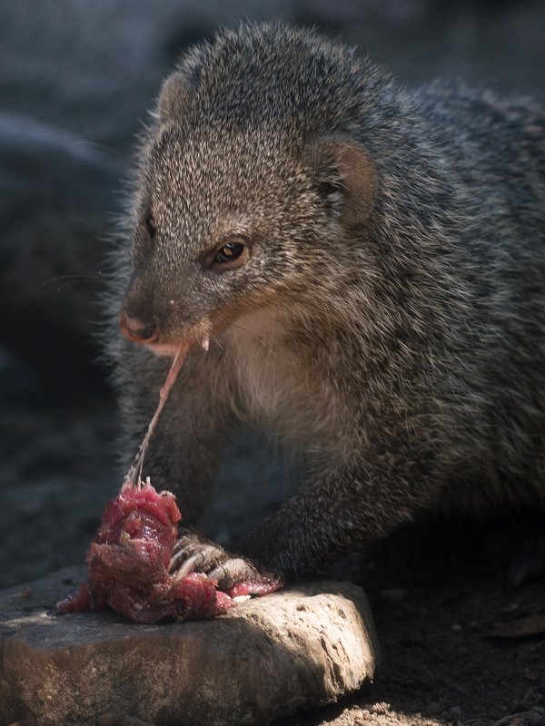 wild, wildanimal, wildanimals, wildlife, wildlifephotography, wild_animal, wildanimalphotography,беларусь,минский зоопарк,minsk zoo, belarus,мангуст,mongoose  фото превью