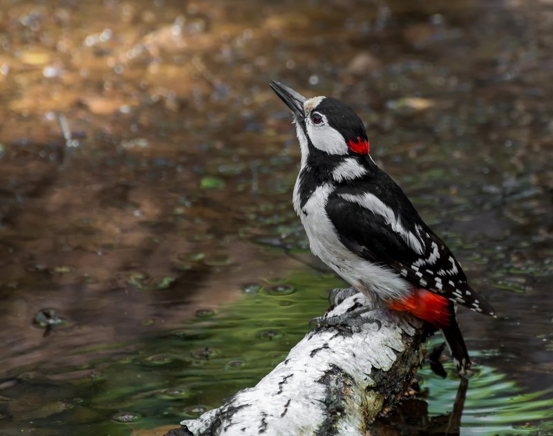 птица, большой пёстрый дятел, водопой, дятел водичку пьёт..photo preview