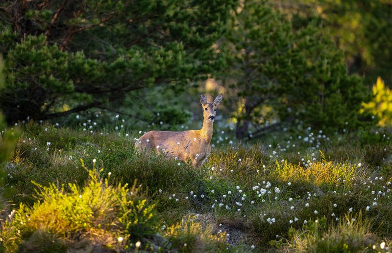 Roe dear in the forestphoto preview