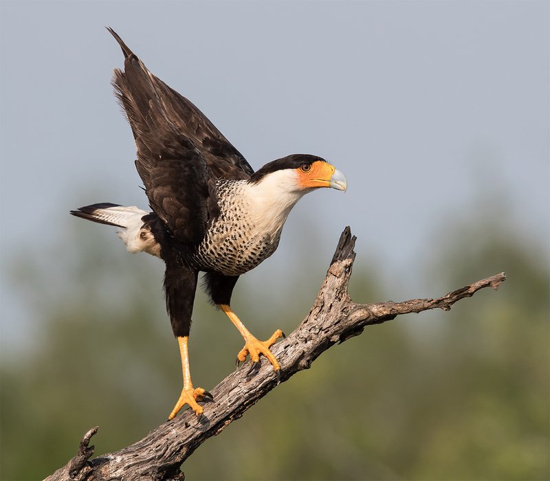 каракара, crested caracara, caracara, tx, texas, хищные птицы Обыкновенная каракара - Crested Caracaraphoto preview
