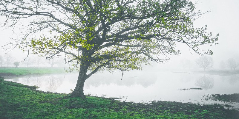 туман, озеро, дубы photo preview