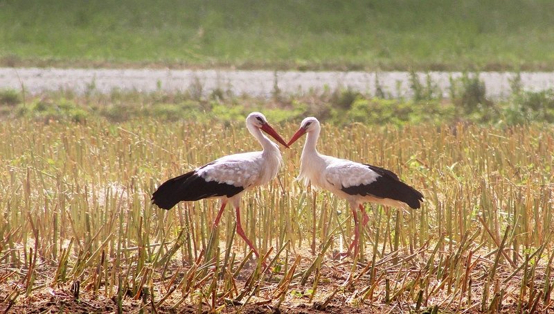 птицы,фото животных,аисты Влюблённые аисты.photo preview