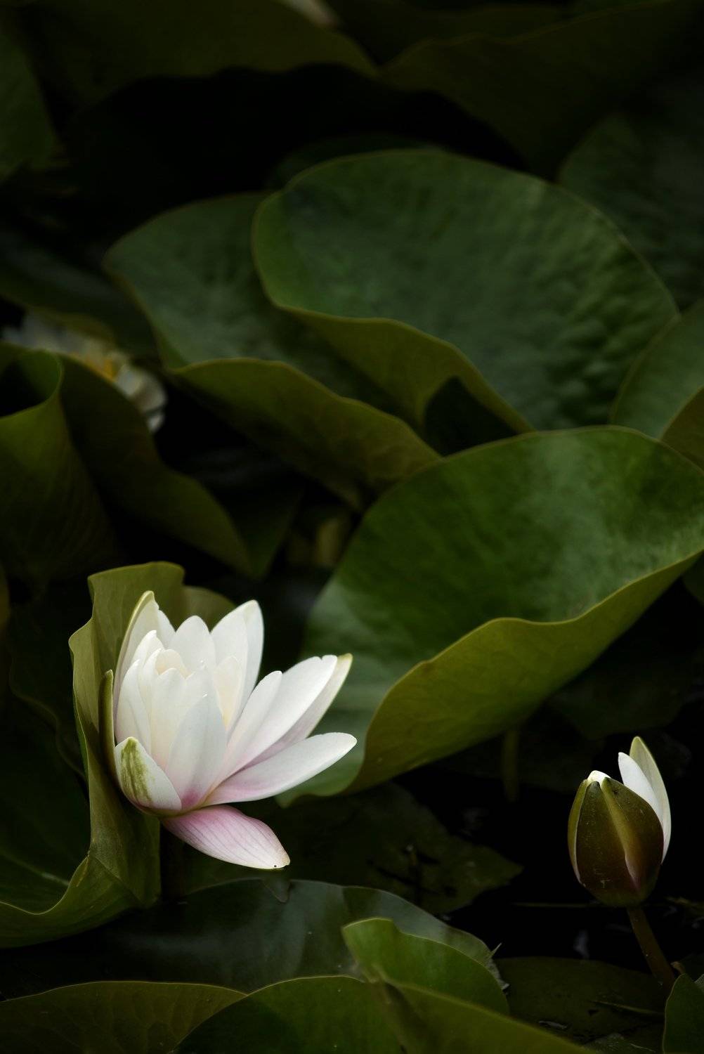 Лилия. Автор: Владимир Леликов-Кузьменко цветок, лилия, Владимир Леликов-Кузьменко