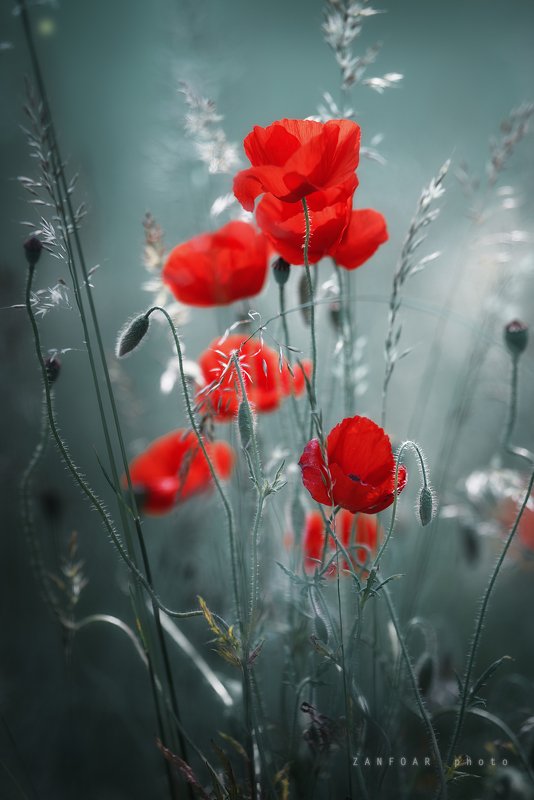 волшебные маки,маки,волшебный,красный, цветы, природа,zanfoar,занфоар ,чехия,czech republic,nikon d750 волшебные макиphoto preview