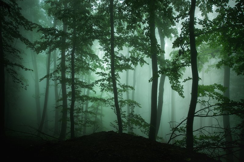 Тайнствената гораphoto preview