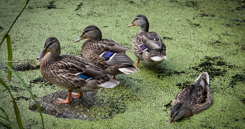 вода, пруд, птица, птицы, утка, утки на пруду фото превью