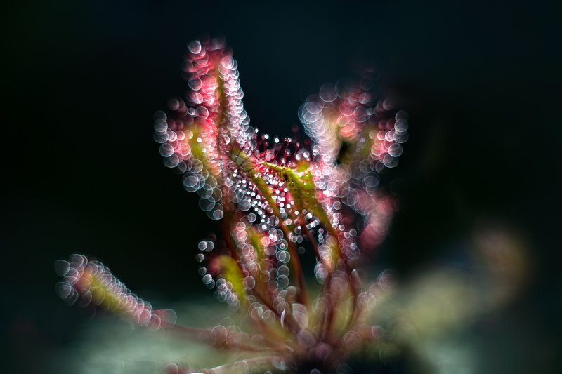 macro, sundew, plants, bokeh, colors in the darkness showing the  lightphoto preview