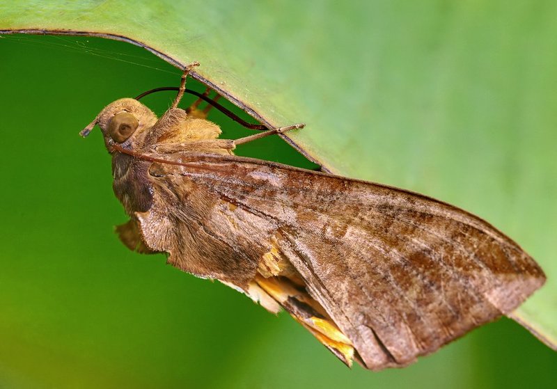 macro, closeup, макро,  gnilenkov Потрепанная...photo preview