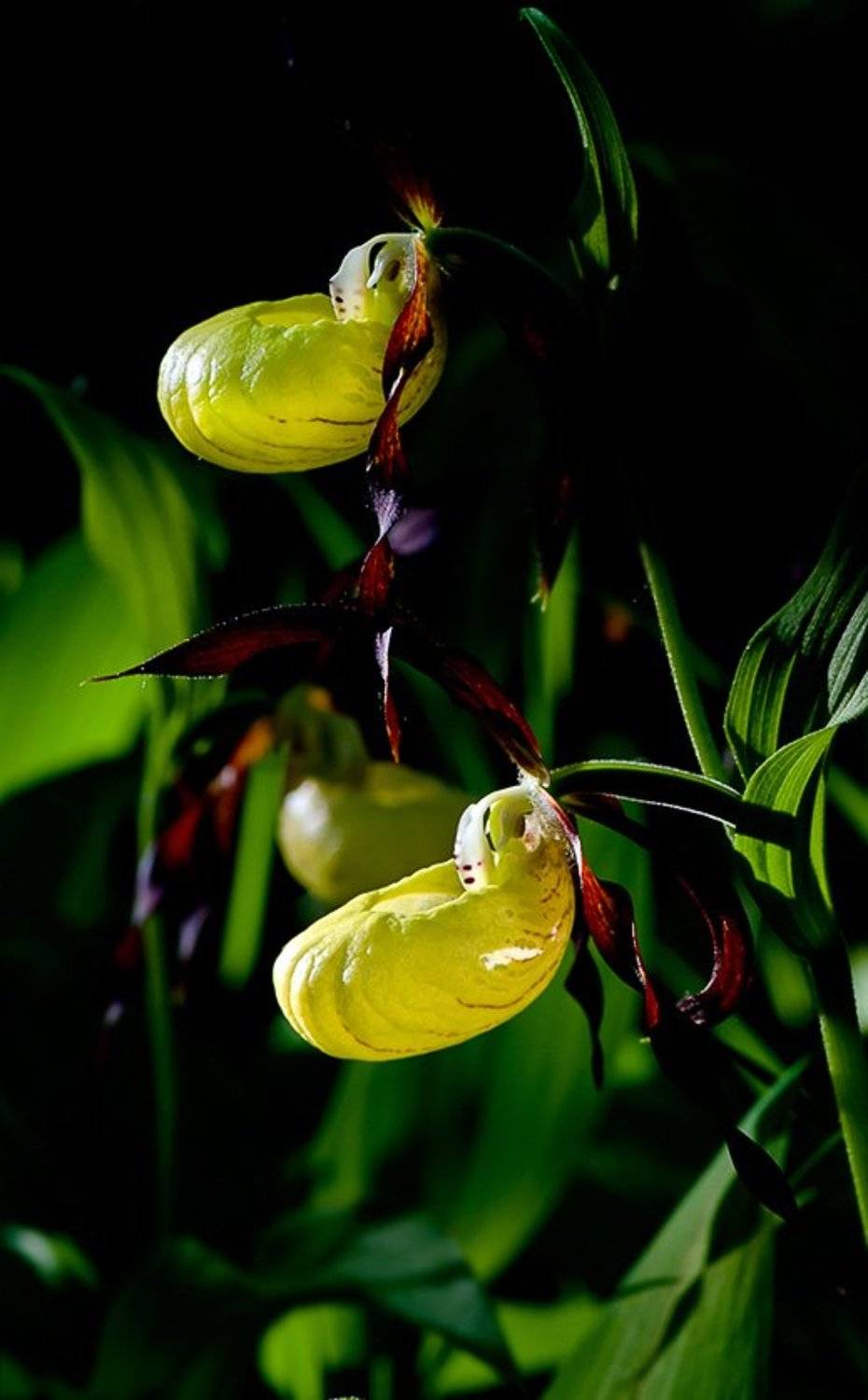 Под пологом заповедного леса. Автор: Наум Пятов , Наум Пятов