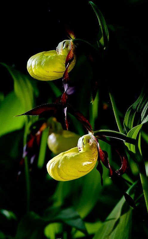 Под пологом заповедного лесаphoto preview