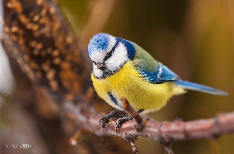 Из жизни Лазаревкиphoto preview