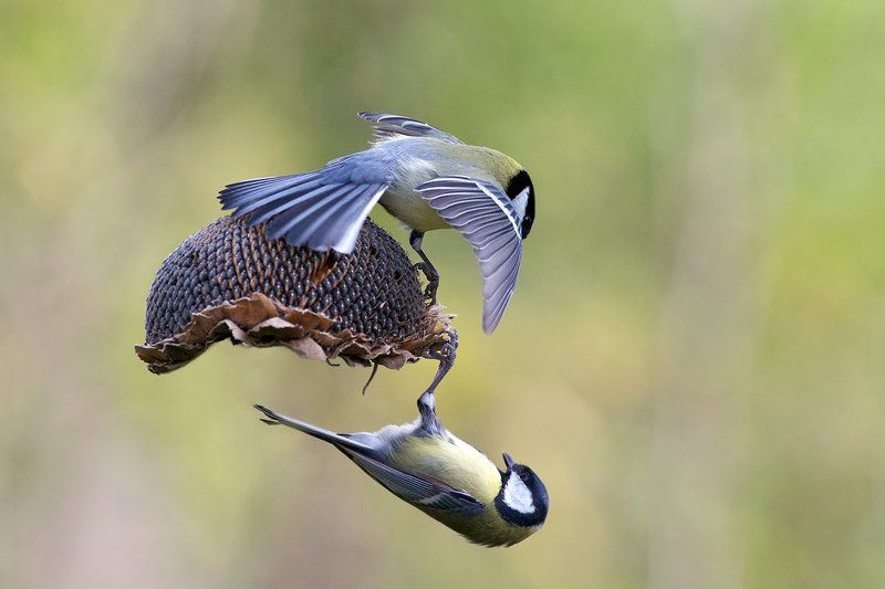 Левитацияphoto preview