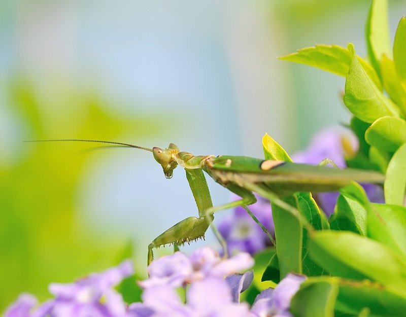 macro, closeup, макро,  gnilenkov ***photo preview