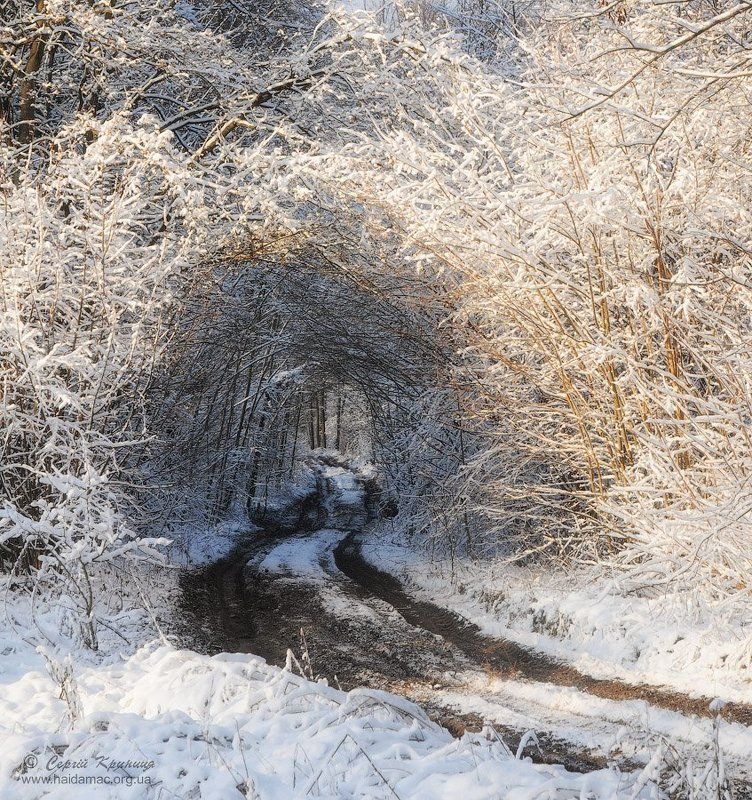 В лабиринтах зимыphoto preview