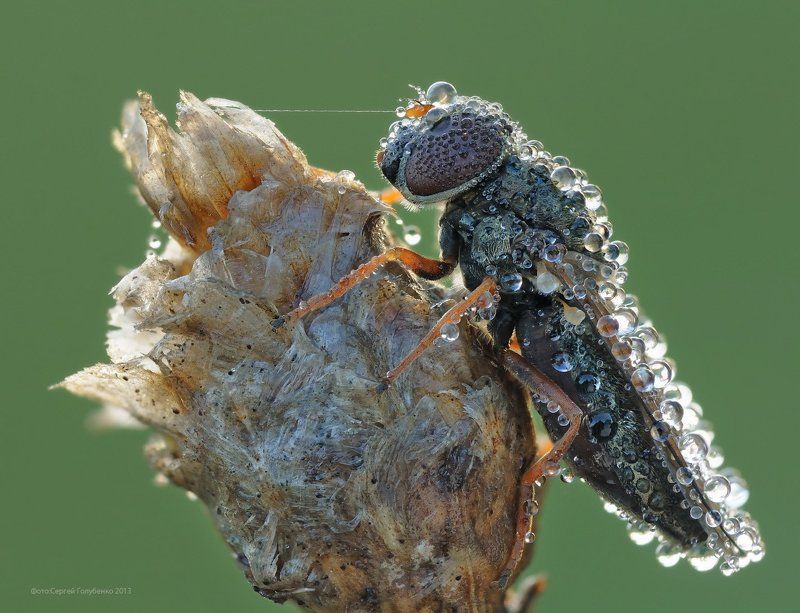 На привязиphoto preview