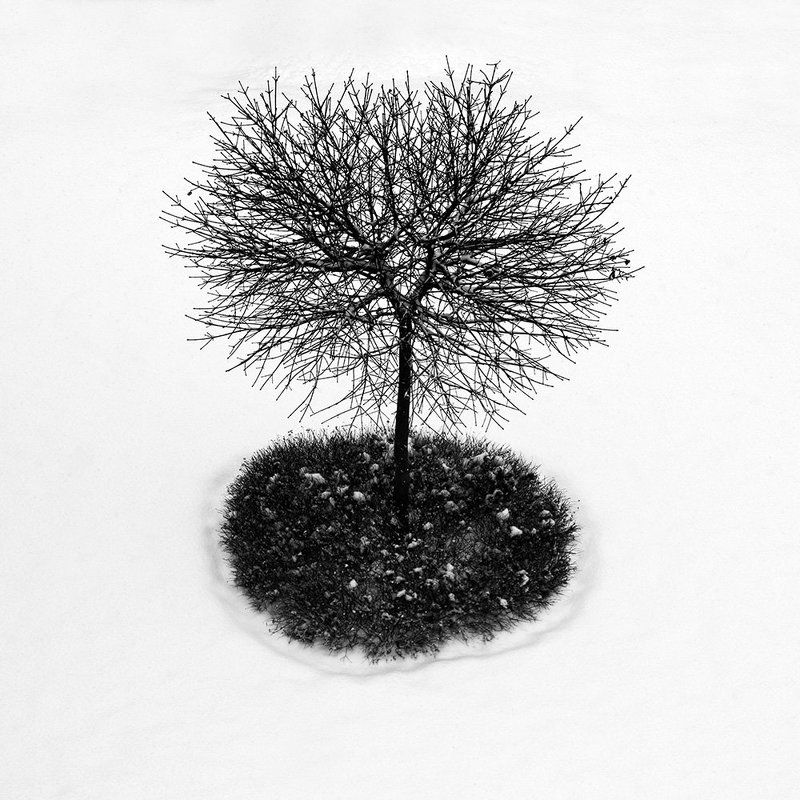 tree, winter Winter treephoto preview