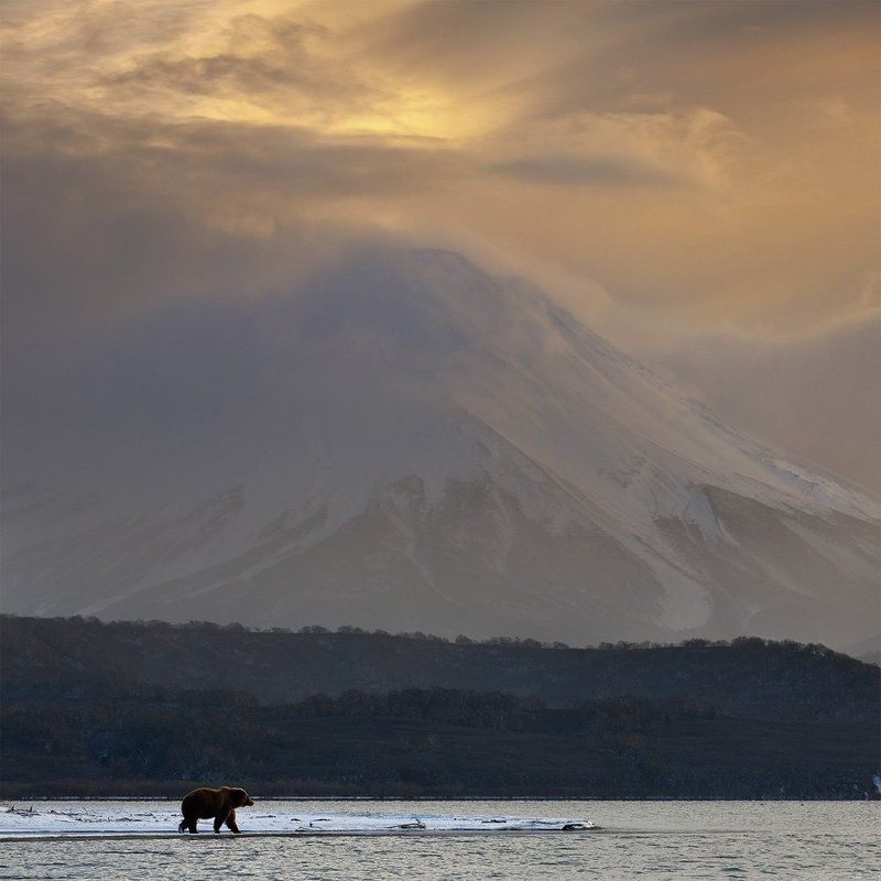 камчатка, россия, николай зиновьев, медведь, ноябрь,  дикая природа, вулкан, ильинская сопка Ильинская сопкаphoto preview