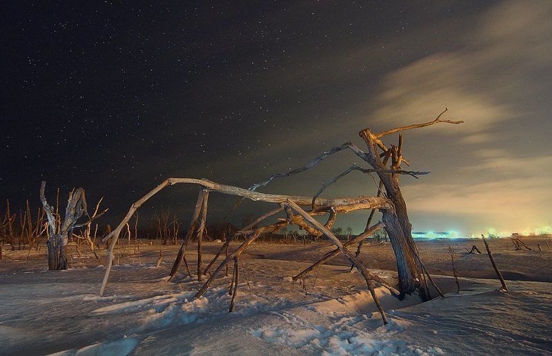 Мировое началось во мгле кочевье: Это бродят по ночной земле — деревья...photo preview