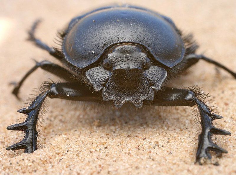 Танкphoto preview