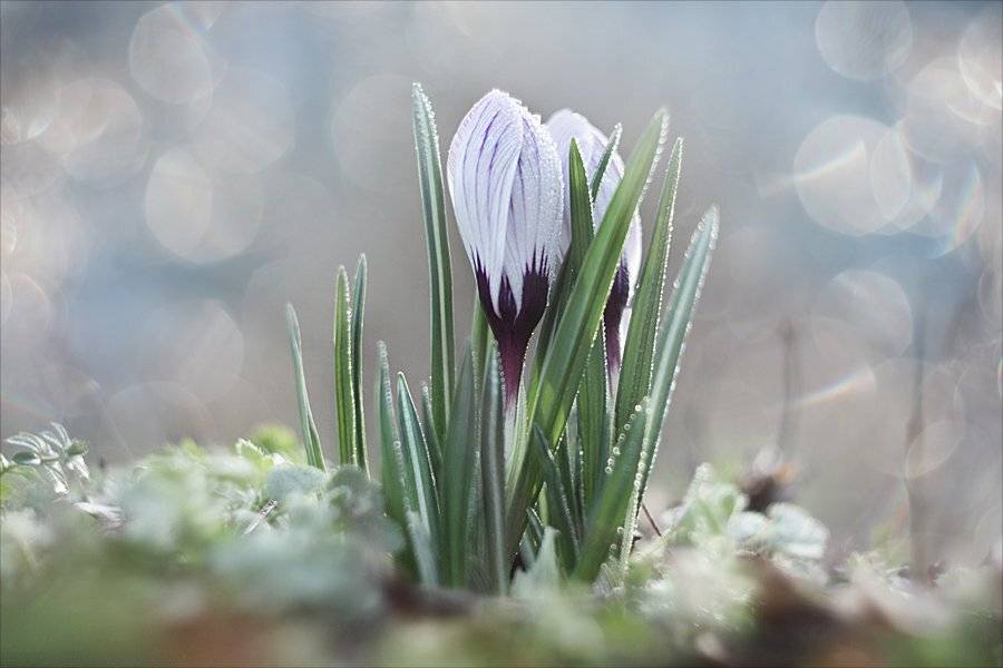 , Наталья Ова