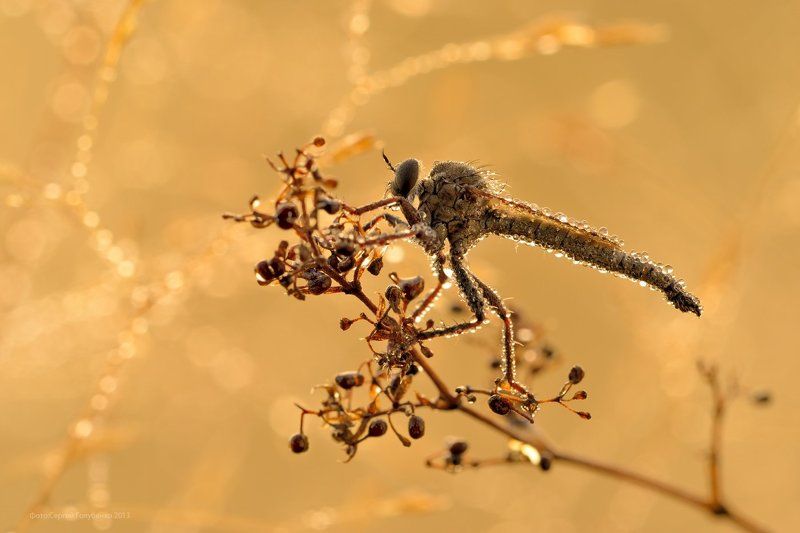 Гламурный ктырьphoto preview