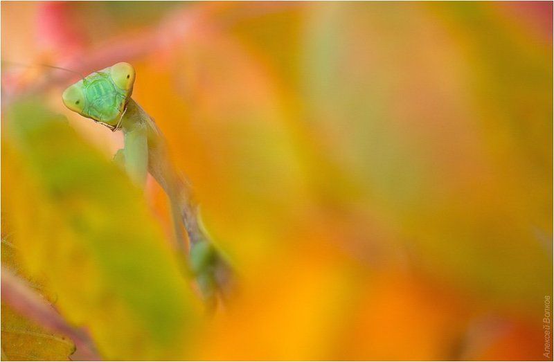 Скрытое в листвеphoto preview