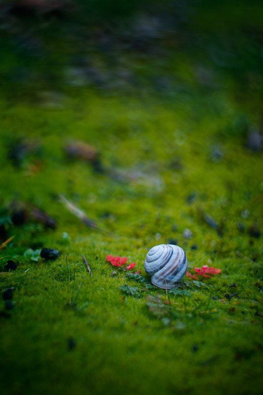 snail, shell, grass, green, leaves Angel фото превью